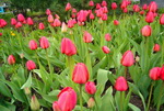 Blooming Habits: Tulips