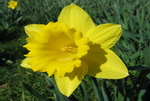  Daffodils