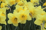 Blooming Habits: Daffodils