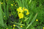 Blooming Habits: Irises