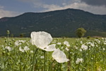 The Flower Clocks Pictures