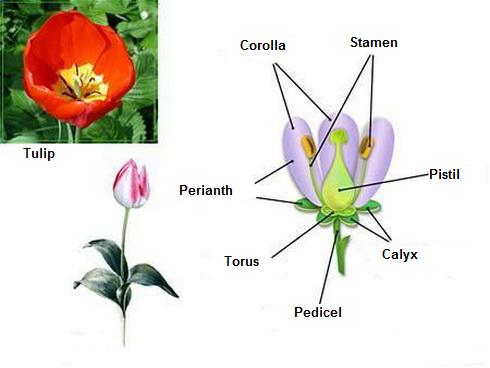 Functions of Flower Parts