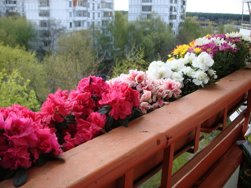 Flowers During Vacation