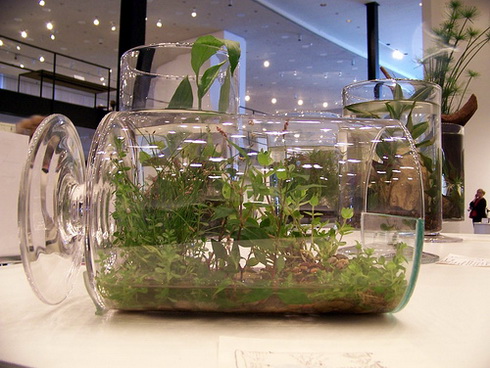 Garden in a Bottle