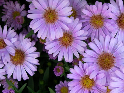 Garden of Asters