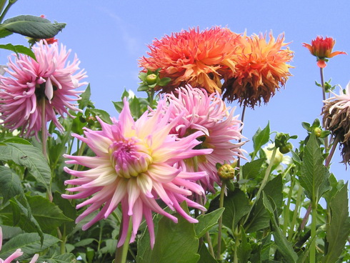 Garden of Dahlias