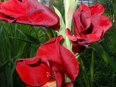 Garden of Gladioluses