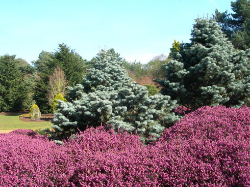 Garden of Heathers