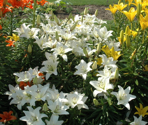 Garden of Lilies