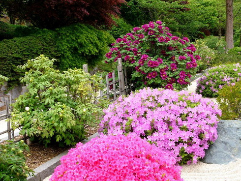 Garden of Peonies