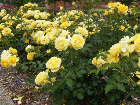 Garden of Roses