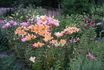 Garden Plants