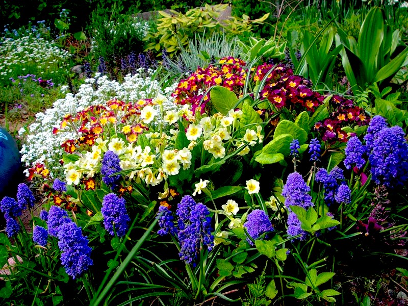 Garden Plants: Flowering  Places of Original Cultivation