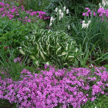 Flowering Plants on Perennial Flowers And Plants In Your Garden   Flower Garden