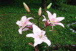 Lily Cultivation
