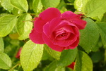 Rose Cultivation