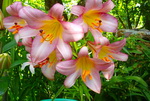 Lily Cultivation