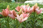 Lilies Photos
