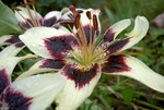 Lilies Pictures