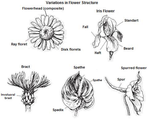 Structural Variations