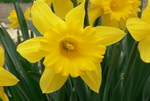 Daffodil