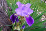 Iris Growth