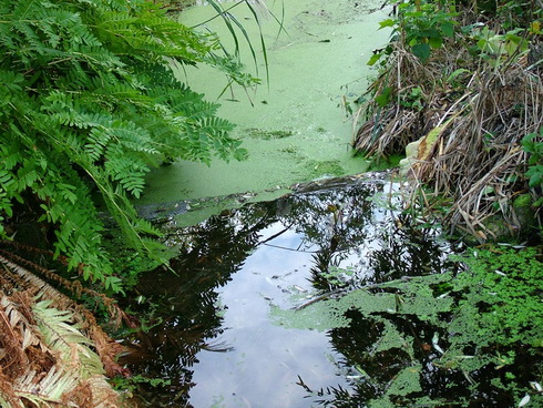 water garden ferns