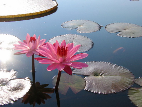 Water Plants