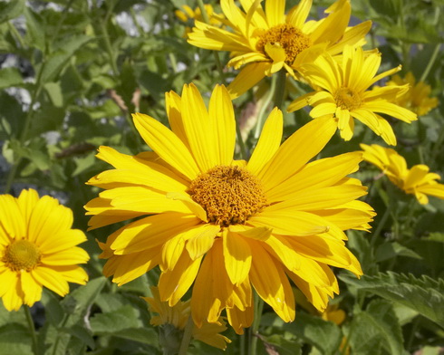 Heliopsis Flowers