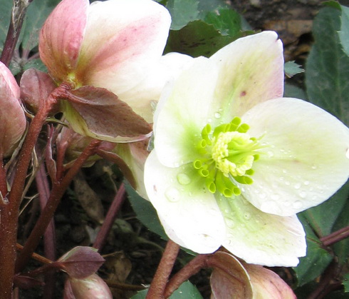 Hellebore