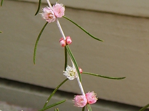 Hypocalymma