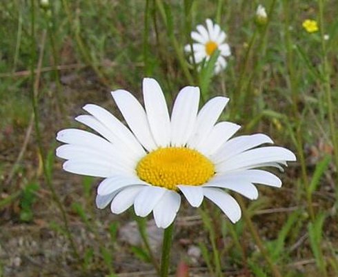 Leucanthemum