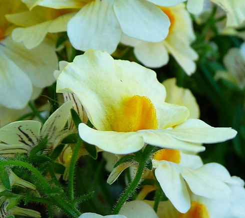 Nemesia