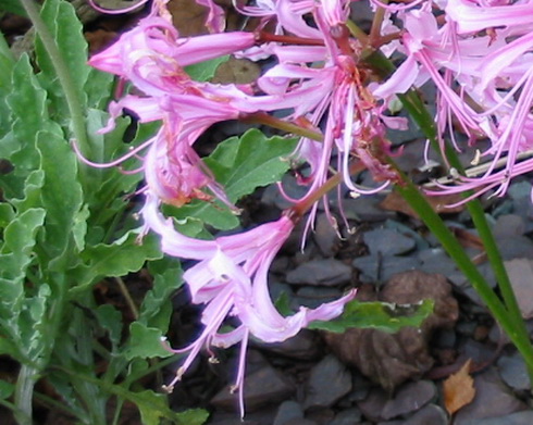 Nerine