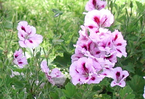 Pelargonium