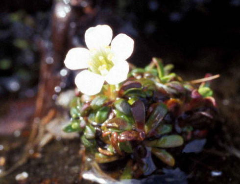 Saxifraga