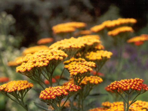 Achillea