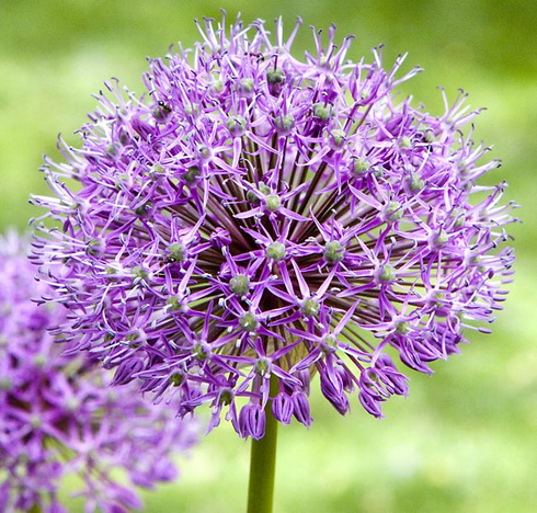 Allium