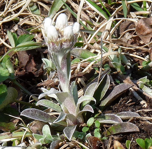 Antennaria