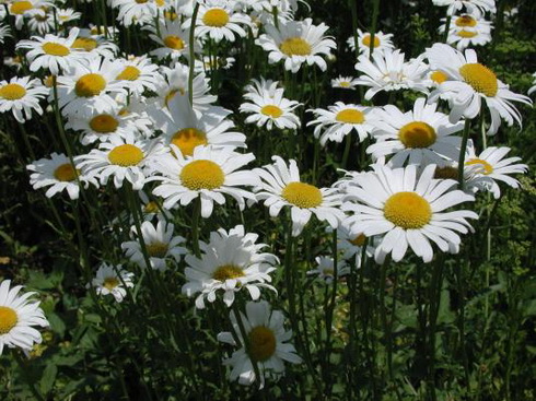 Argyranthemum Flower