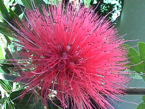 Calliandra