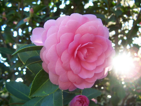 Camellia