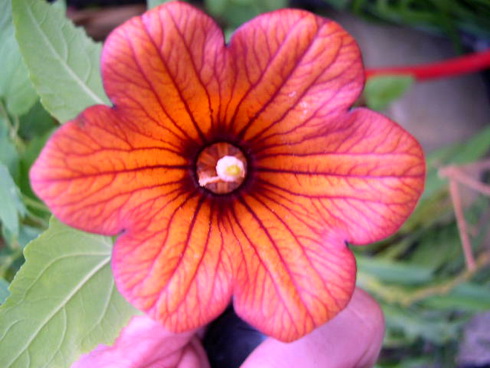 Canarina Flower