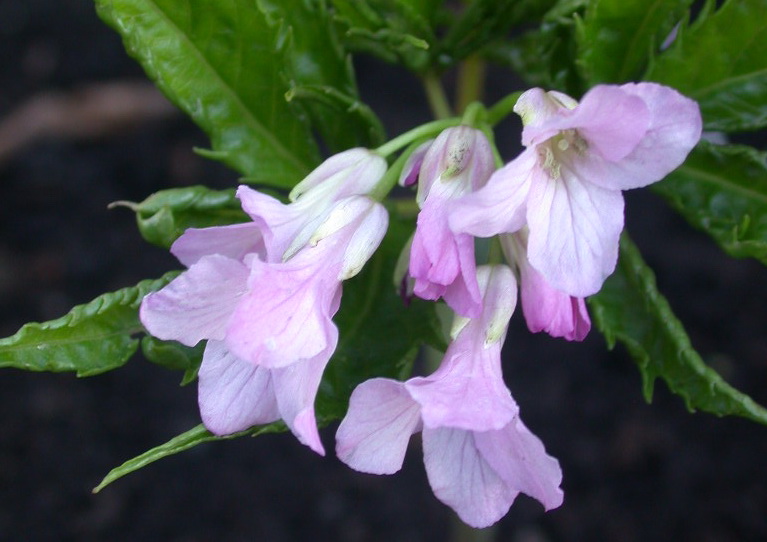 Cardamine