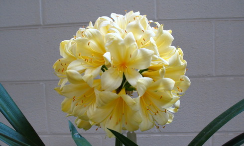 Clivia photo