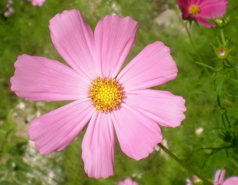 Cosmos Flower