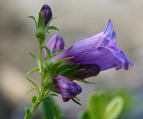 Cyananthus Flower