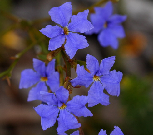 Dampiera Flowers