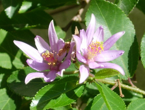 Grewia Flowers