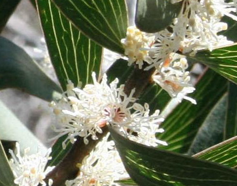 Hakea